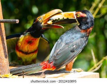 496 Exotic Two Toucan Birds Images, Stock Photos & Vectors 