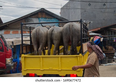 Rantepao, Indonesia - 03 07 2020: Local Man Who Purchased Three Water Buffaloes On The Bolu Market Driving Away In His Truck