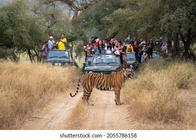 ranthambore national park, rajasthan, India - October 27, 2020 - wild royal bengal tiger with Flehmen response roadblock and wildlife lovers, enthusiast, tourist or traveler on safari vehicle