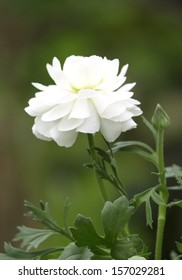 ranunculus