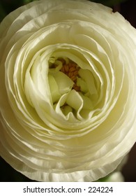 Ranunculus