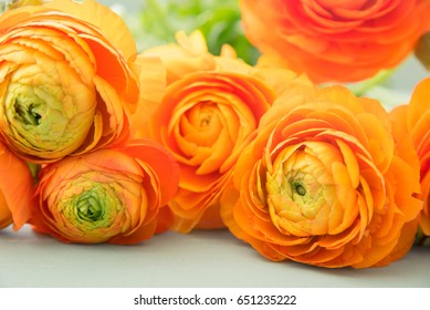 Ranunculus