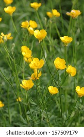 Ranunculus Acris