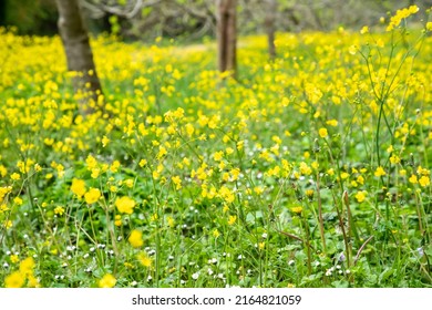 Ranunculus acris or buttercups. Common names include meadow buttercup, tall buttercup, common buttercup and giant buttercup.