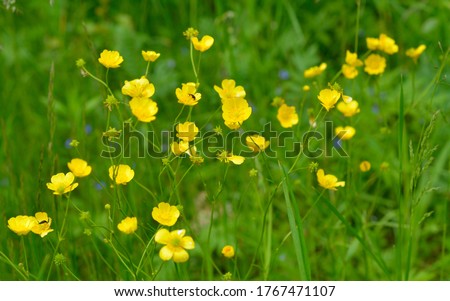 Ranunculus acris or buttercups. Common names include meadow buttercup, tall buttercup, common buttercup and giant buttercup.