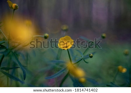 Similar – bluring wildflowers