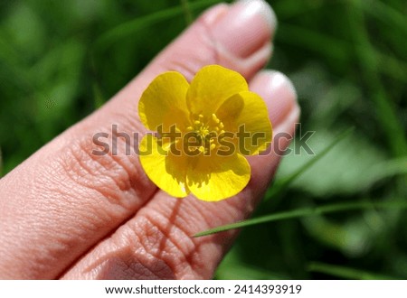 Ranunculus acris, meadow buttercup, common buttercup, finger, hand