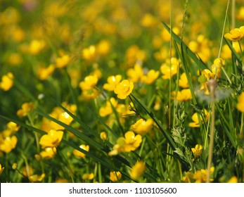 Ranunculus acris - meadow buttercup, tall buttercup, common buttercup, giant buttercup. Photo taken in Poland, Europe.