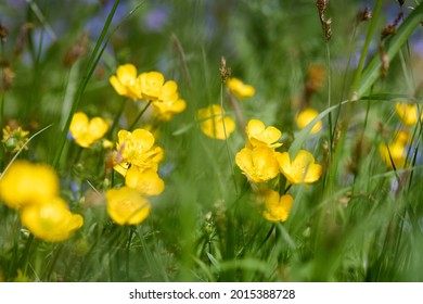 2,388 Tall yellow weed Images, Stock Photos & Vectors | Shutterstock