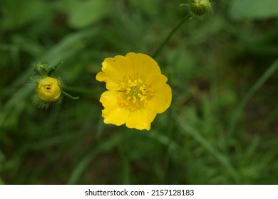 Ranunculus acris (meadow buttercup, tall buttercup, giant buttercup). Close up of a Common Buttercup yellow flowers on green grass background. Selective focus, blurred background.