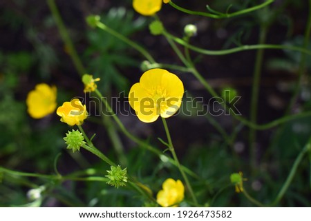 Ranunculus acris (meadow buttercup, tall buttercup, giant buttercup). Close up of a Common Buttercup yellow flowers on green grass background. Selective focus, blurred background.