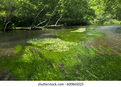 Ranunculus Aquatilis