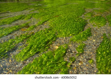 Ranunculus Aquatilis