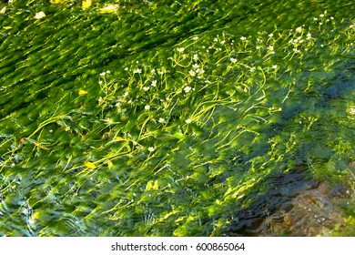 Ranunculus Aquatilis