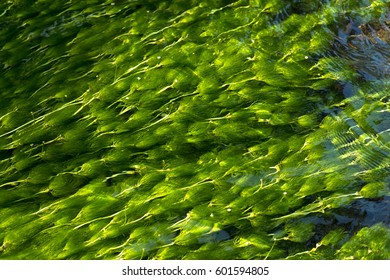 Ranunculus Aquatilis