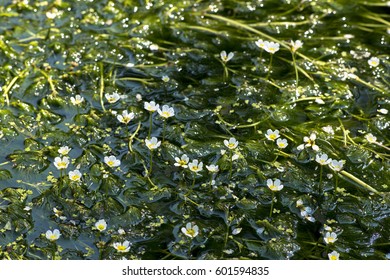 Ranunculus Aquatilis