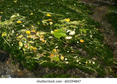 Ranunculus Aquatilis