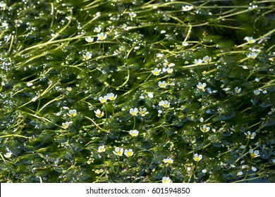 Ranunculus Aquatilis