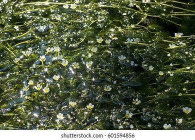 Ranunculus Aquatilis