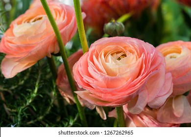 Ranunculus asiaticus or Persian buttercup bright pink flower. Ranunculus is spring flover for border, pot, container and bouquet. buds in spring bright lighs on the background of green leaves of flowe
