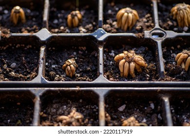 Ranunculus asiaticus or persian buttercup. Presoaked ranunculus corms planted in a propagation tray. Ranunculus corms, tubers or bulbs.