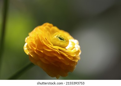 Ranunculus Asiaticus Persian Buttercup Species Buttercup Stock Photo ...