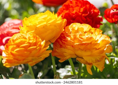 Ranunculus asiaticus Romance Cuiros. Butterflies are a subtype of Ranunculus that comes in a range of gorgeous pastel colours that will do fantastic in a spring mix. - Powered by Shutterstock