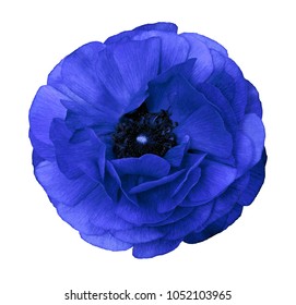 Ranunculus   blue.   Bright  flower  buttercup  on  isolated  white background with clipping path without shadows. Close-up. For design. Nature.