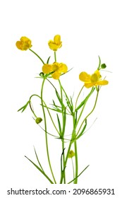 Ranunculus (buttercup, spearwort and water crowfoot) flowers isolated on a white background.