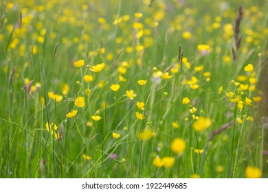 Ranunculus, Buttercup Water Crowfoot Plant