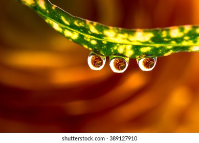 Ranunculus, dew drops, macro, close-up.