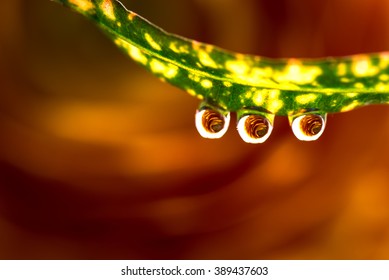 Ranunculus, dew drops, macro, close-up.