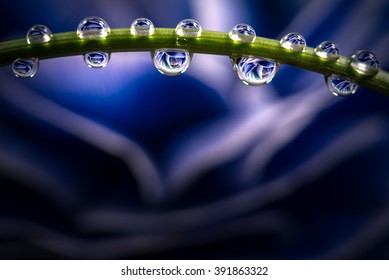Ranunculus, drop, macro, close-up.
