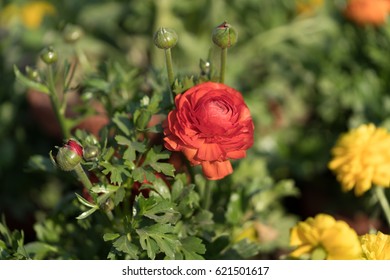 Ranunculus flower
