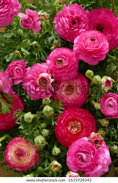 Ranunculus flower background.Pink ranunculus\
flowers set.Top view floral pattern. spring floral background.\
Fresh Bright ranunculus with\
buds.