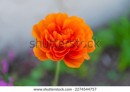 ranunculus flower nature plant. ranunculus flower nature orange color. ranunculus flower nature
