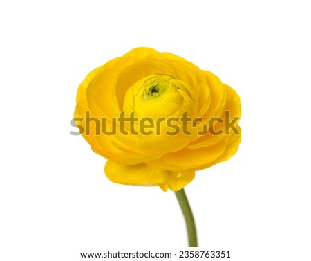 ranunculus flower nature plant. ranunculus flower nature yellow color