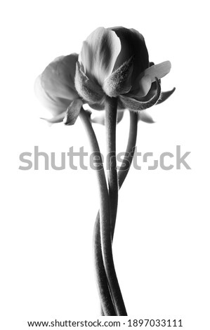 Ranunculus flower, three pcs, with entwined stems, white background