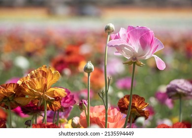 Ranunculus flowers fields. Colorful flowers. Spring season. Blooming time. Flowers farm in California. - Powered by Shutterstock