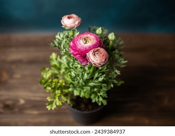 Ranunculus flowers in a pot