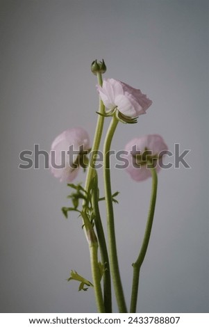 Ranunculus fresh flowers bouquet spring