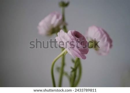 Ranunculus fresh flowers bouquet spring