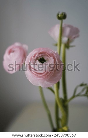 Ranunculus fresh pink flowers bouquet spring