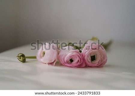 Ranunculus fresh pink flowers bouquet spring table