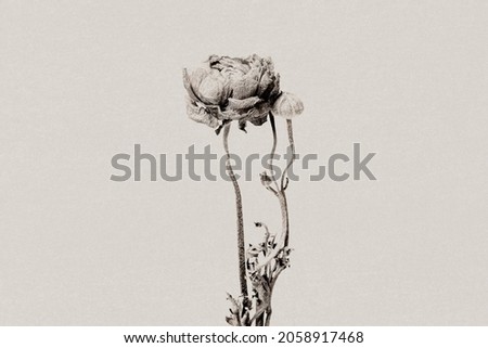 Ranunculus in grayscale with risograph effect remixed media