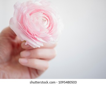 Ranunculus in a hand