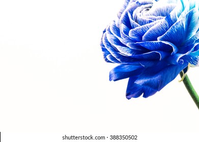 Ranunculus, macro, close-up.
