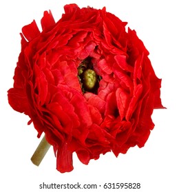 Ranunculus on white background