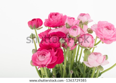 Ranunculus at Pentecost