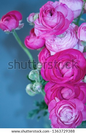 Ranunculus at Pentecost